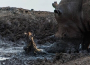 开云体育官网-汉堡客场苦战不敌，陷入保级泥潭的简单介绍