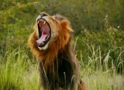 开云体育官方网站-包含雄狮队击败对手，赢得关键胜利的词条